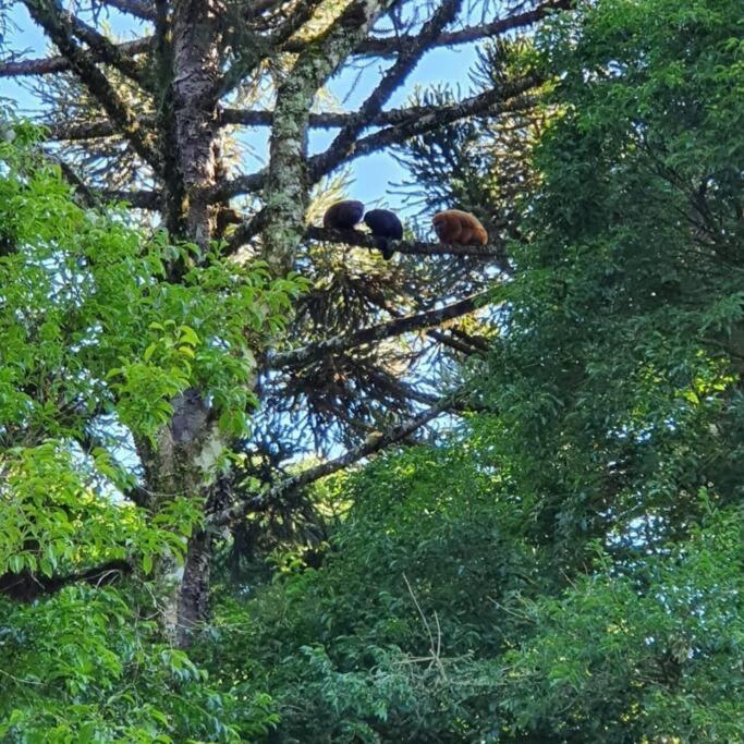 Sitio Recanto Feliz Gramado Kültér fotó